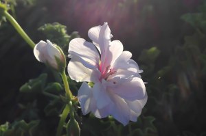 magical lighting (1 of 1)