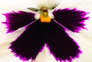 white purple yellow (1 of 1)